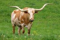 Boot Scootin' Longhorn Social FUNDRAISER!