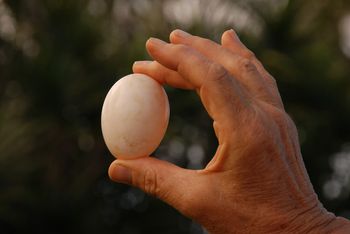 ...and eggs

