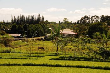 layers of the farm
