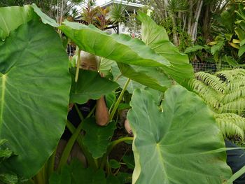 Rhiannon in the loi (kalo patch)
