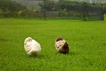 duck partners
