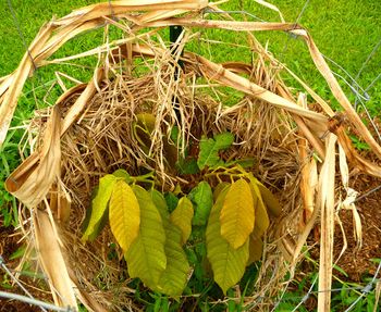 delicate cacao plant protected by a grass nest
