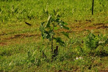 baby kukui nut tree
