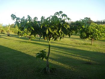 edible chestnut in the kukui forest
