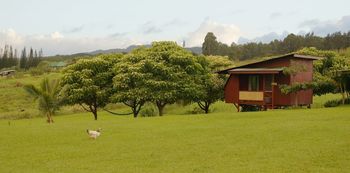 new hale nestled in kukui forest
