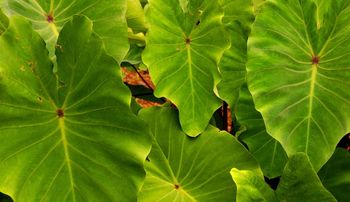 Kalo ( taro) foundation of Hawaiian culture
