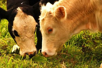 our first cow boys: Mauna Kea and BooBoo
