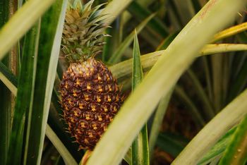 white pineapple
