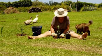 planting 200 baby tea plants
