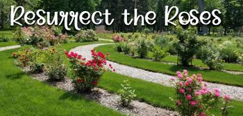 Pruning the Rose Bushes
