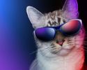 "Cool" Cat on a Tennessee Farm 