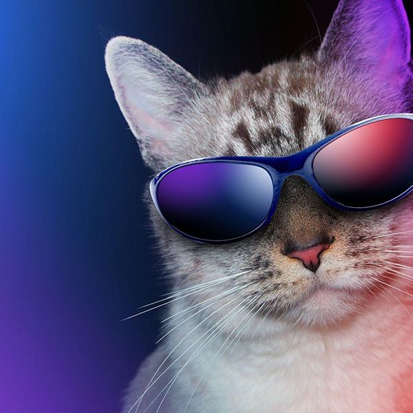 "Cool" Cat on a Tennessee Farm 