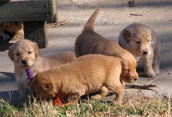 Purple girl Looking on with interest Orange girl still checkingout the brown sticky stuff Light Blue boy in the back ground
