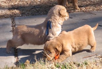 Dark Blue boy intent on something. Orange girl cheking out the the brown sticky stuff "This is different than my soft towels and newspaper..."
