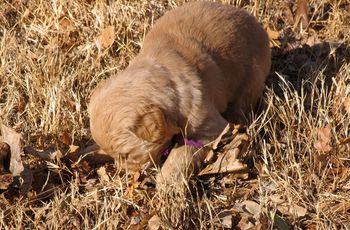 Purple girl "This smells interesting"
