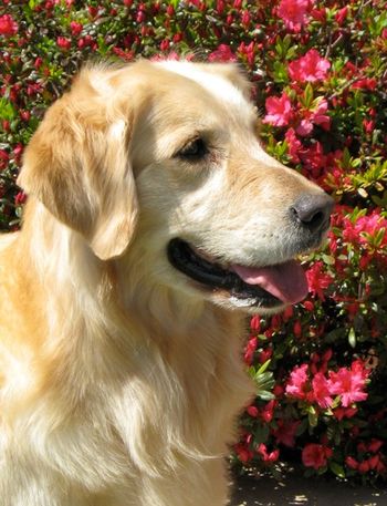 Nessie and the azalea's in bloom
