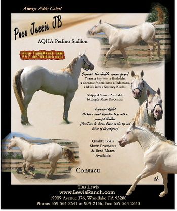 Poco Jessie JB, Cass's sire.  He carries one dun gene and passed it on to Cass as well!
