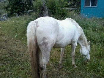 Cass, just being a horse on pasture.
