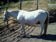 Cassiopaea's Cream, Perlino with one dun gene Quarter Pony (very pregnant in this shot!)
