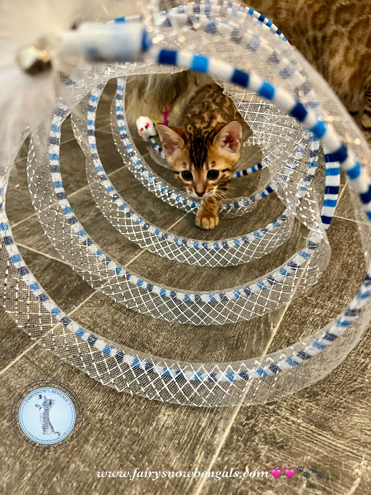 Cat Tunnel