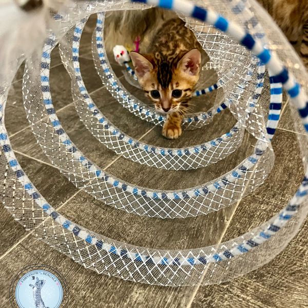 Cat Tunnel