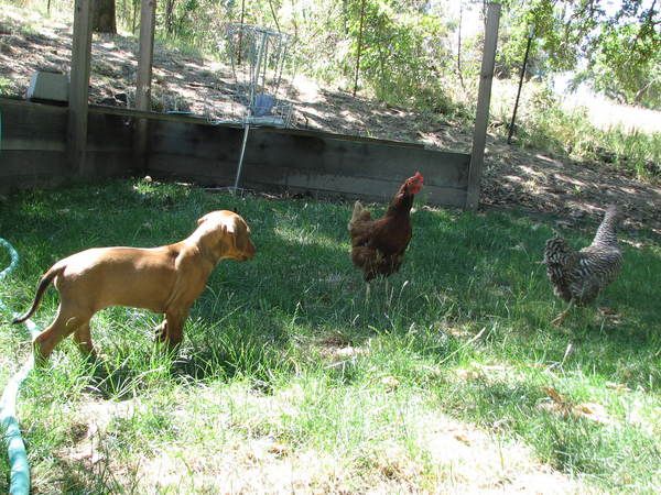Africali Rhodesian Ridgebacks - Pups Grown Up!