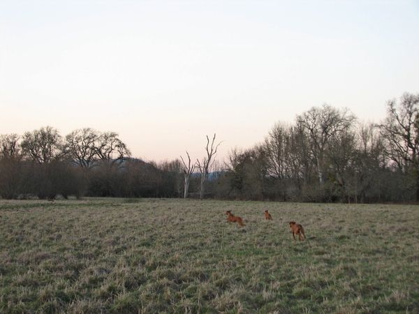 Africali Rhodesian Ridgebacks - Pups Grown Up!