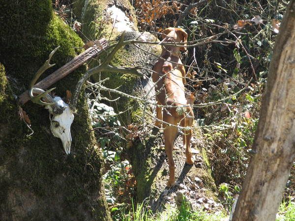 Africali Rhodesian Ridgebacks - Pups Grown Up!