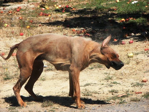 Africali Rhodesian Ridgebacks - Tibby