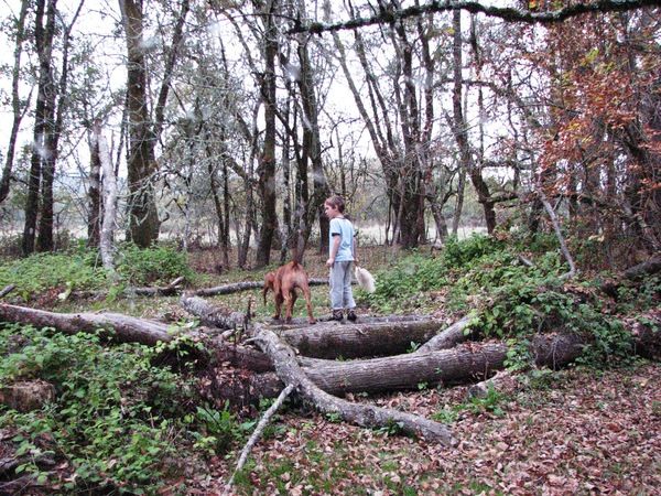 Africali Rhodesian Ridgebacks - Pups Grown Up!