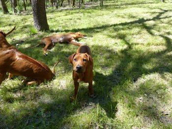 Africali Rhodesian Ridgebacks - Tibby