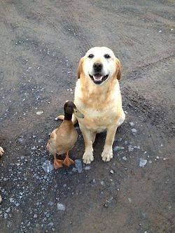 dog_and_duck
