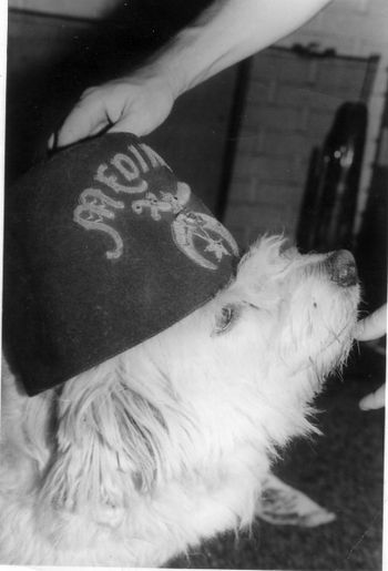 My dear Mop Mop is a doggie that forced his way into my home. Years later he disappeared. I miss him and would give anything to have a "do over". I love you buddy!!
