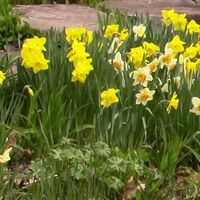 Beltane Concert -  Spring is here!
