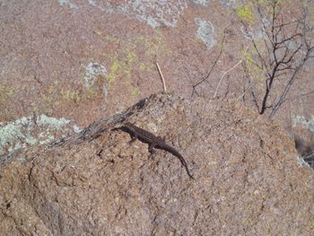 In The Organ Mountains, NM Mr. Lizard decided to pose
