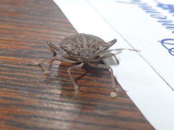 Stink Bug
