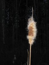 Fluff
