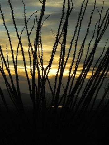 Sunset Outside of Tucson
