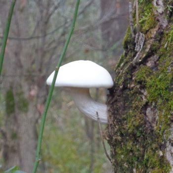 Tree Shroom of the Cuyahoga Valley
