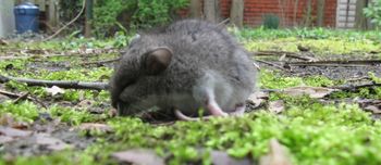 This little guy was having a hard time in my yard this spring
