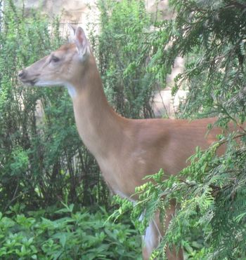 This deer was laying under a tree below a window at the Mind Fry Complex
