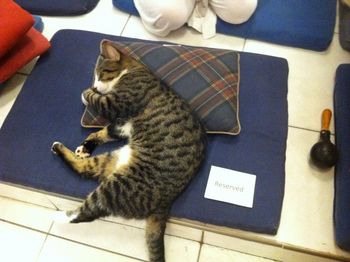 Kitty is on my reserved meditation seat Sivananda Ashram kitties are free to take over the mats and cushions whenever they please!
