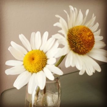 Pair of daisies
