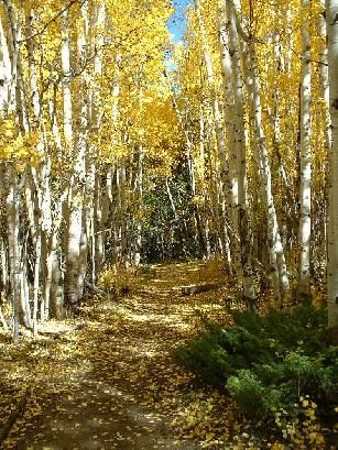 aspens
