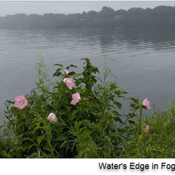Set of 3 Notecards - "Water's Edge in Fog"