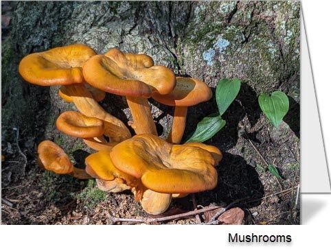 Set of 3 Notecards - "Mushrooms"