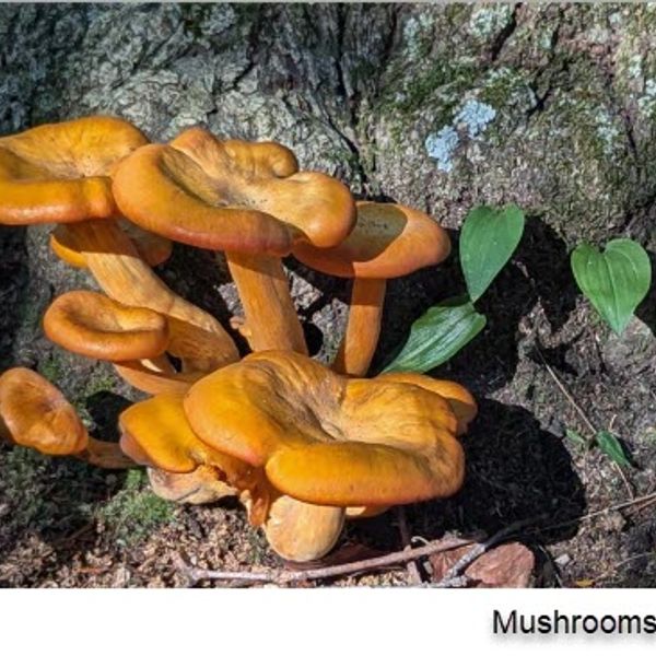 Set of 3 Notecards - "Mushrooms"