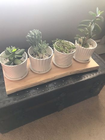 Live Edge Shelf (Ash)
