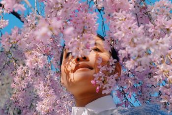 Cherry Blossom 5
