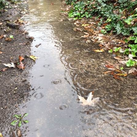 A stream of water with leaves on the ground

AI-generated content may be incorrect.